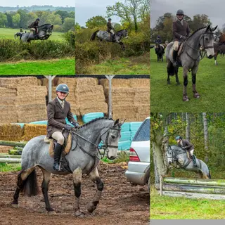 15’2 dun gelding