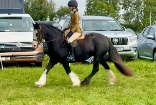 Arabella .Cob mare, bombproof, affectionate, and super to ride.  