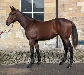 Thoroughbred Yearling gelding