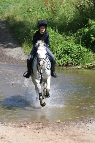 128cm Welsh Section B 