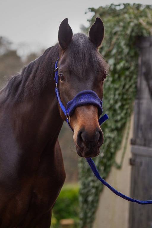 Horse for Sale Top Bloodlines Dressage Mare