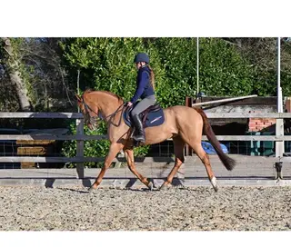 BEAUTIFUL PONY CLUB PONY