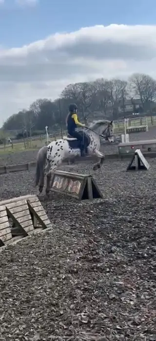 Super 1.5/2nd allrounder pony