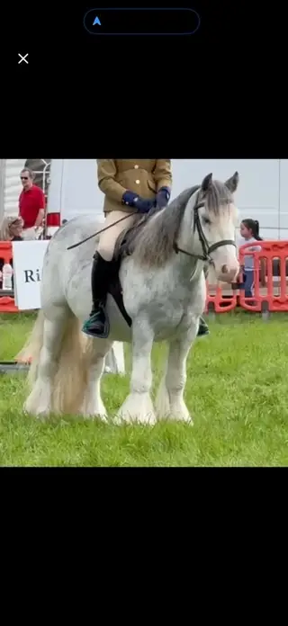 Stunning allrounder cob