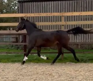 Eye-Catching Irish Sports Prospect for Any Discipline