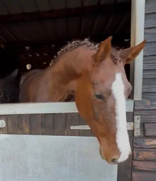 Half-Sister to Zara Tindall’s 5* Eventer