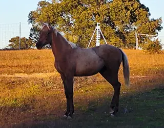 Palomino Anglo Arab with Elite Pedigree