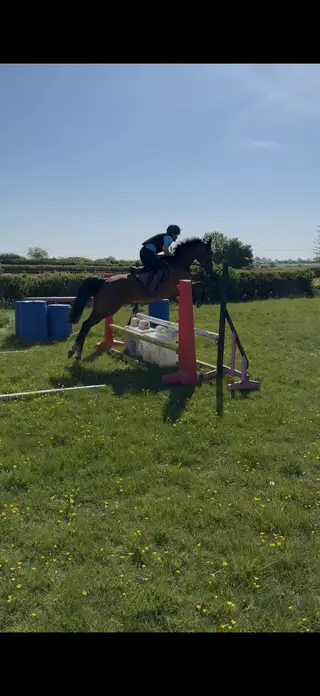 15.2hh 8yo Mare – ROR Eligible