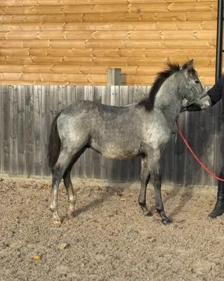 Beautiful Connemara colt foal