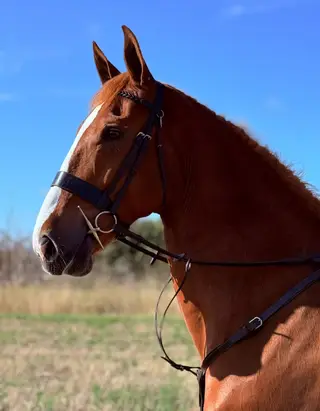Genuine Schoolmistress Type- Jump and Hunt Experience- PUMPKIN