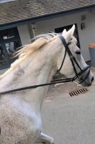 Flea bitten grey mare 