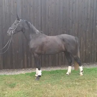 QUALITY, UNSPOILT, ATHLETIC 4YO
