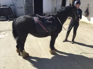 Quiet gentle safe Cob Mare