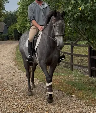 Flashy Dapple Grey Mare – Ready to Produce