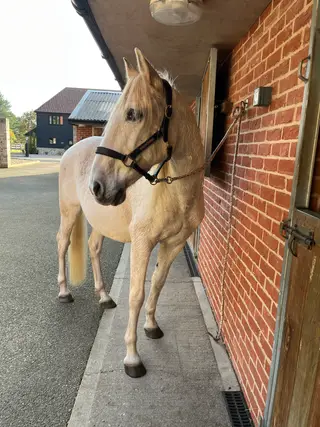 Retired Gelding looking for Companion Home