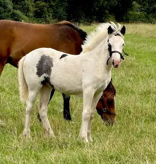 Gorgeous Cob filly foal