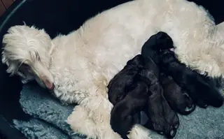KC Registered Afghan Hound Puppies For Sale 