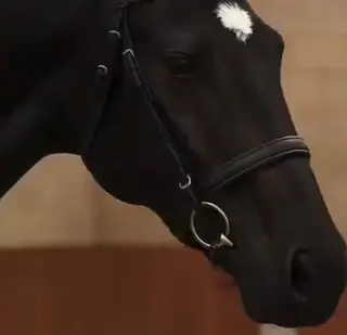 Stunning Jet-Black ISH – Elite Breeding & Serious Ability