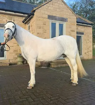 Blue genuine all rounder / school mistress/ weight carrier