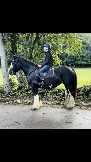 15.2HH ALLROUNDER