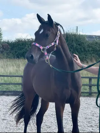 Stunning Rising 3yr old Filly