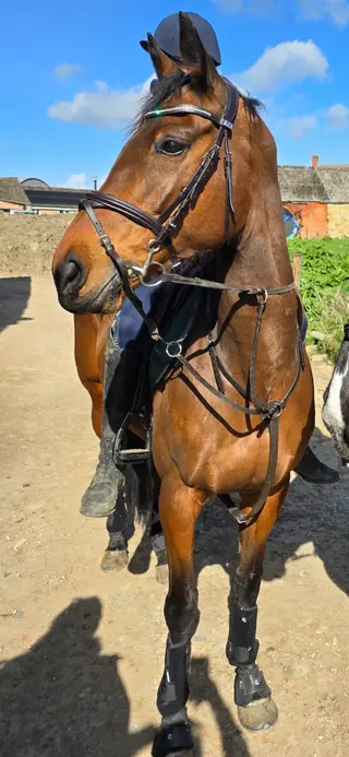 Oozing Class TB Mare