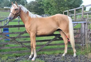 Quality 2yr old Palomino Gelding SJ/Dressage/Show lines