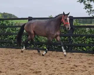 Potential top drawer Jumping filly 