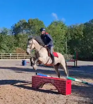 IRISH COB X