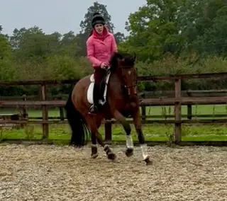 Quality Irish TB with Eventing Potential