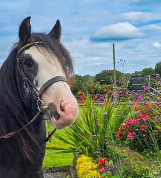Splash Cob 14hh 4 yrs old 