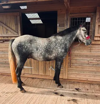 4yo Connemara gelding