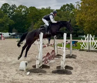 Striking Black 4yo with Scope & Temperament