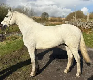 Quality Connie Youngster with Untapped Potential