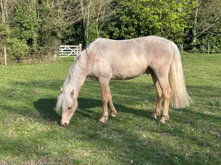 Rising 3 year old palomino gelding 