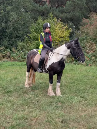 14.2hh quiet coloured mare 