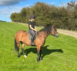 Registered welsh cob mare