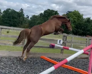 Sporty Part Bred New Forest Gelding 