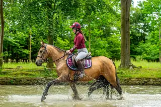 Andalusian Buckskin Mare