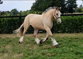 Gorgeous dun cob Gelding 