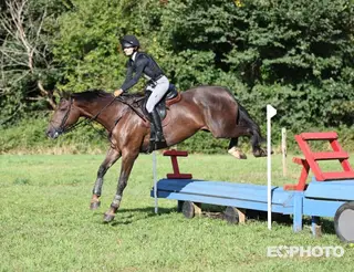 Reliable Schoolmistress for Hunting, Hacking & All-Round Fun