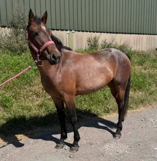 Promising 3-Year-Old Bay Roan Connemara filly