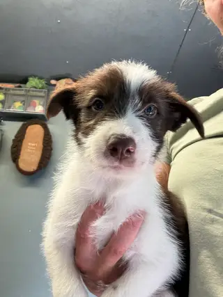 Lurcher x Bearded Collie pups. x2 dog available 