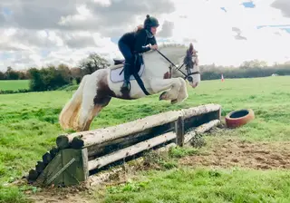 Harley – The Perfect Pony Club and Family All-Rounder