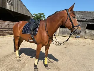 Beautiful warmblood gelding project