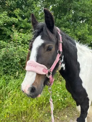 Sweet coloured mare ‘Radish’