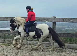Stunning cob gelding