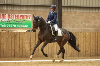 GP dressage prospect