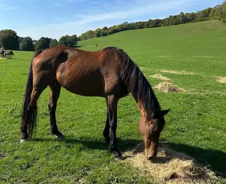 Retired Polo Pony