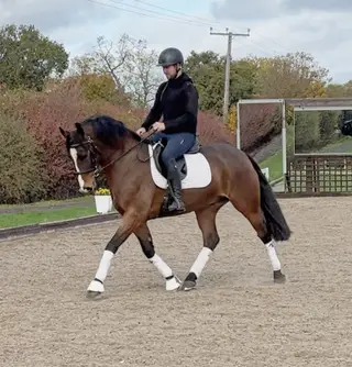 Flashy Dressage Star with Proven Record